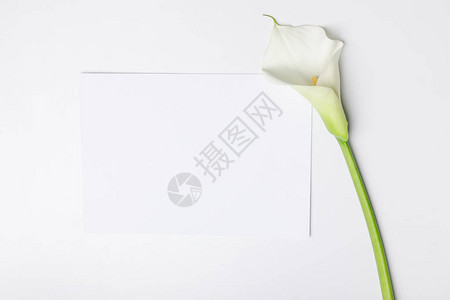 白色马蹄莲花与白纸上白色隔离图片