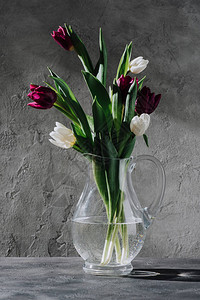 灰色表面玻璃壶中新鲜的紫色和白色郁金香图片