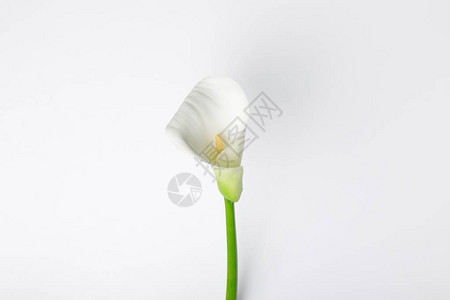 白色马蹄莲花上白色孤立图片