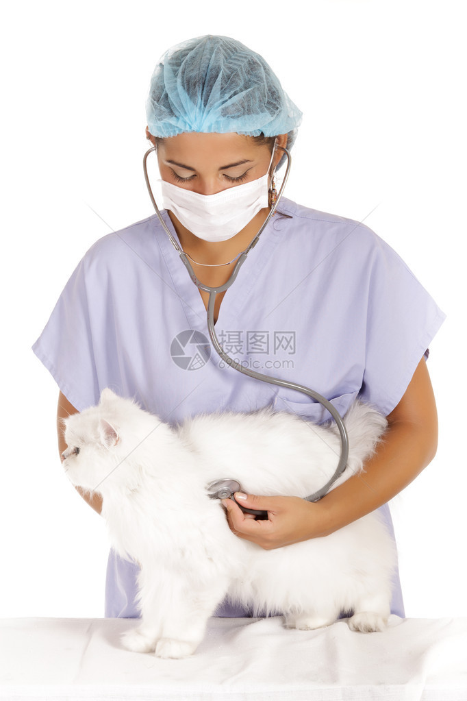 年轻的兽医妇女用听诊器检查白色安哥拉猫图片