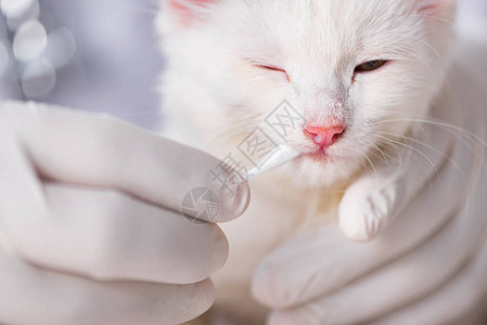 白色小猫拜访兽医检查图片