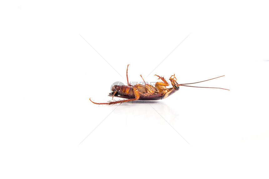 死蟑螂被白色隔离图片