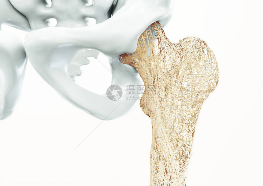 骨质疏松症上肢骨骼人体图片