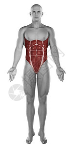男腹部肌肉解剖分离图片