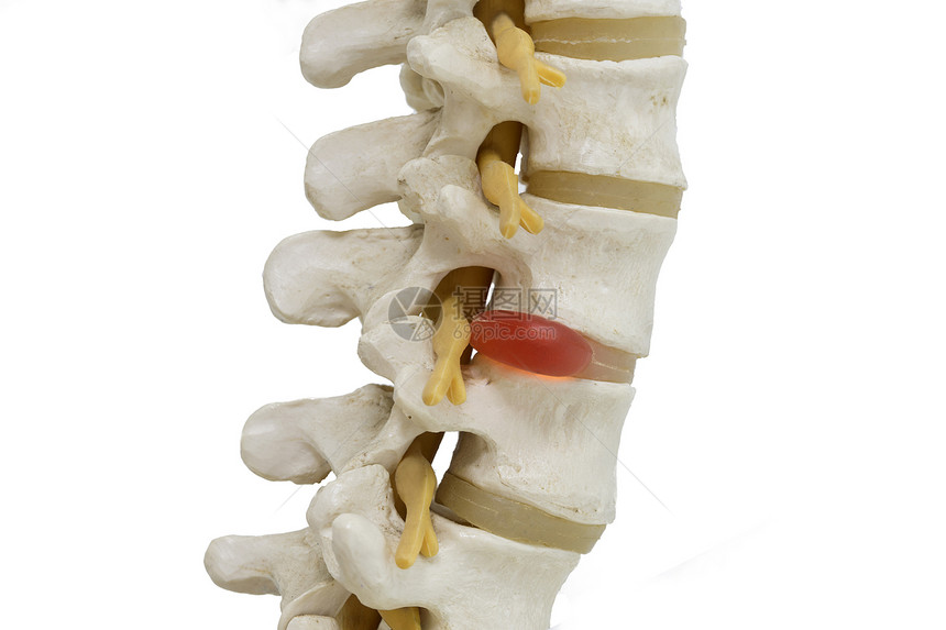 人类羊羔脊椎模型显示图片