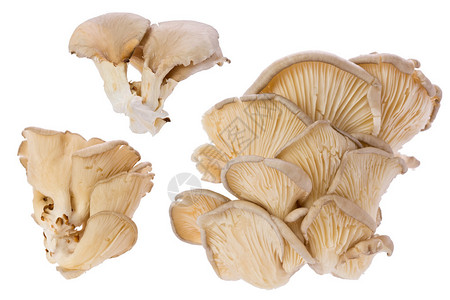 白色背景下的几个平菇的组合图片