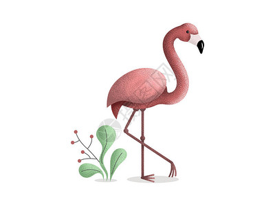 白色背景的粉红火烈鸟图片