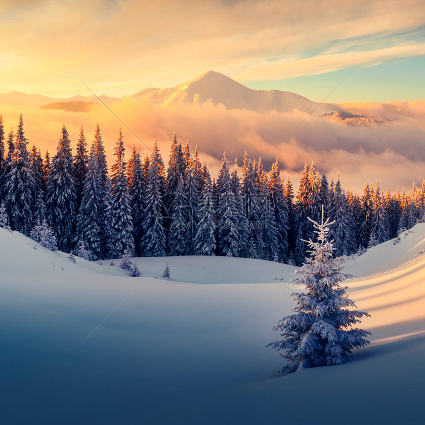 般的橙色冬季景观在阳光下发光的雪山戏剧冬日场景与白雪皑的树木圣诞假期的概念喀尔巴阡山脉图片