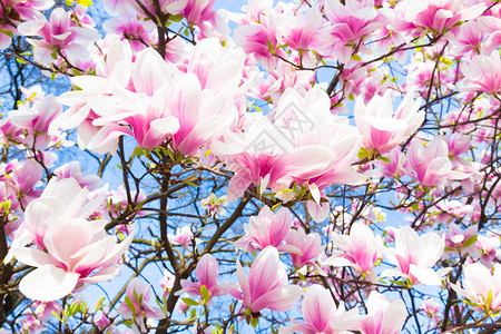 美丽的玉兰树在春天开花图片