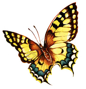 尖蝶上明亮的machaon蝴蝶绘画设计图片