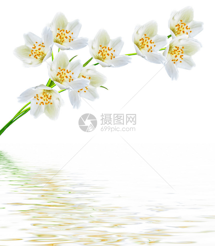 白色茉莉花白色背景上的茉莉花枝图片