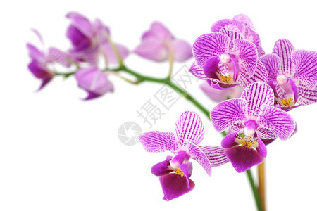 近距离靠近一个紫兰花在Phalaenopsis家族背景图片