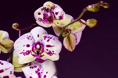 白色和紫色花兰布丁图片