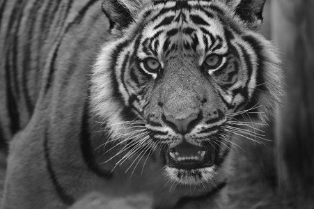 黑白单色圈养苏门答腊虎豹底格里斯苏门答图片