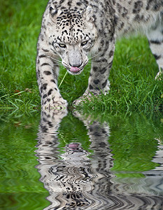 被囚禁的雪豹PantheraUnciaUnicia大猫的美丽肖像图片