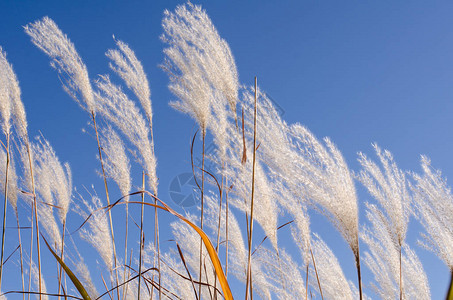 沼泽中蓝天白芦苇的艺术景观图片