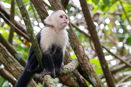 坐在树上的白头卷尾猴背景图片
