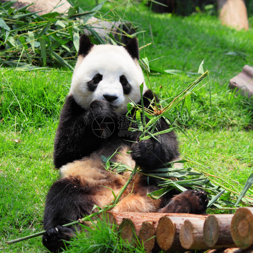 有趣的熊猫图片