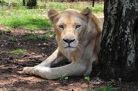 在南非约翰内斯堡狮子公园保留地处于躺着的女白狮很少见图片
