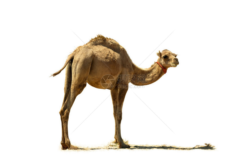 小骆驼闭合孤图片