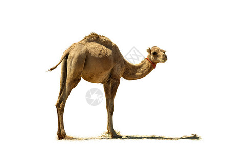 小骆驼闭合孤背景图片