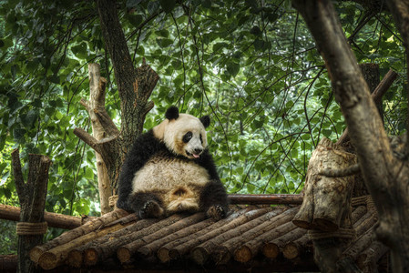 大熊猫坐在竹林里图片