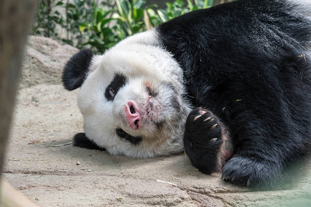 一只沉睡的巨型熊猫大熊在吃竹子后图片