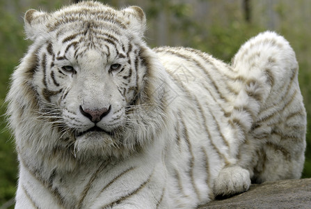 动物园里的白虎图片
