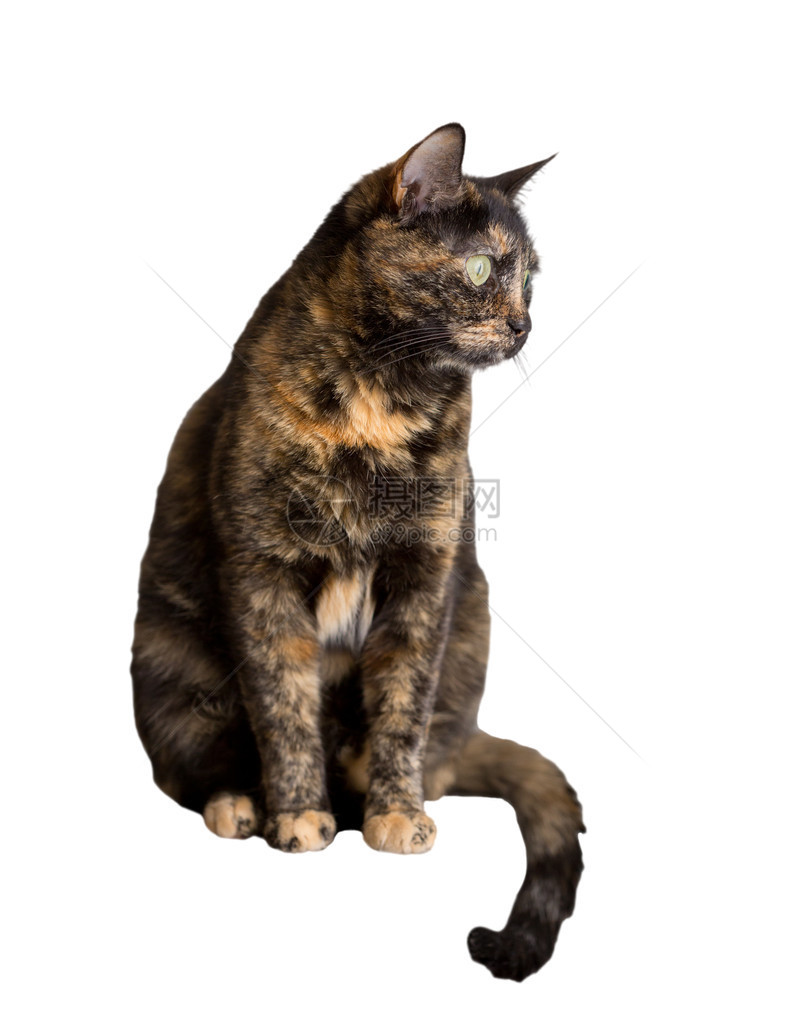 玳瑁猫站在白色背景上的特写镜头图片