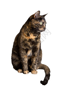 玳瑁猫站在白色背景上的特写镜头图片