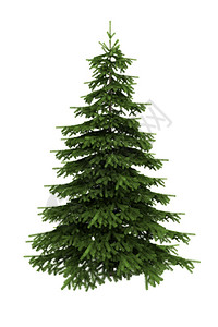 Spruce树在白背景上与图片