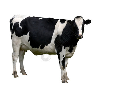 Holstein奶牛在白色上被孤立图片