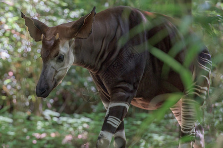 Okapi稀有的非洲抗黄花和斑马图片