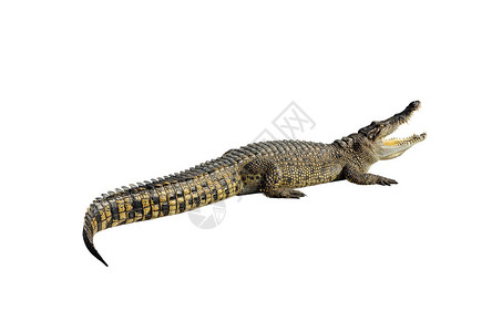 淡水鳄鱼暹罗鳄鱼Crocodylussiamensis与图片