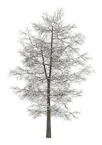 在白色背景隔绝的冬天共同的椴树图片