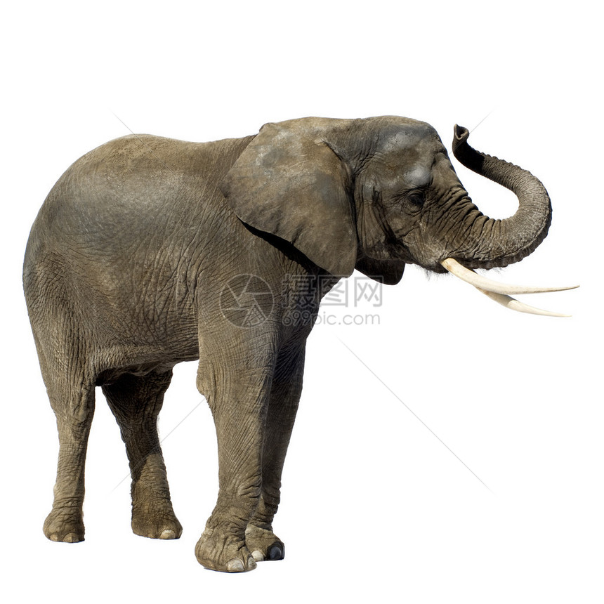 白色背景面前的大象Name大象info图片