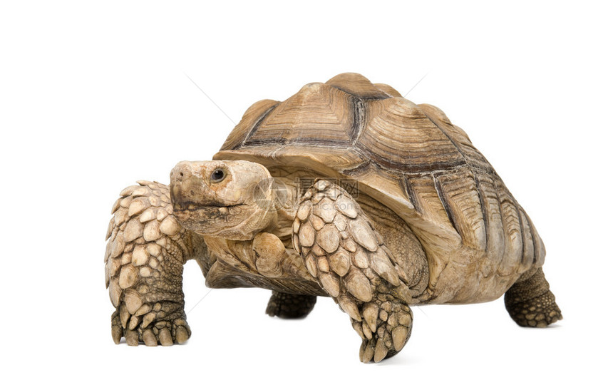 非洲刺龟也被称为非洲刺大腿龟在白色背景前的Geochelones图片