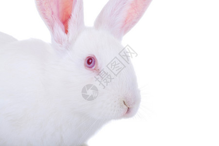 一个可爱的白兔子东图片