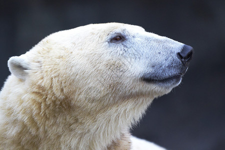 北极熊Ursusmaritimus图片