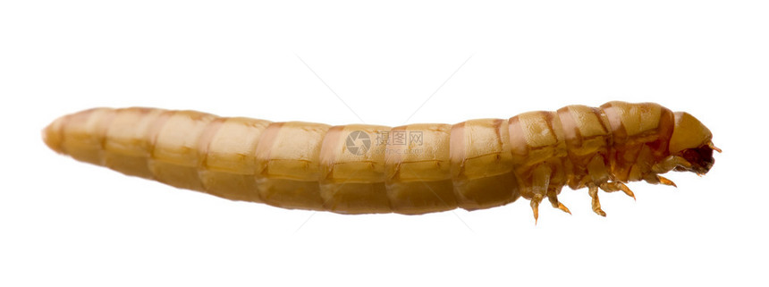食虫的拉尔瓦白色背景面前的特图片