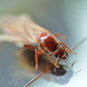 小昆虫白蚁背景图片