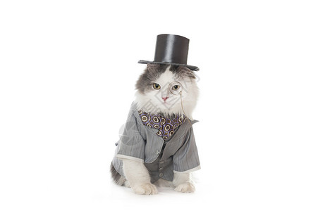 穿西装的智能猫和信息的地方图片