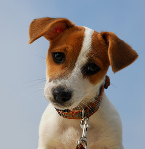 小狗纯种杰克罗素梗犬的肖像图片