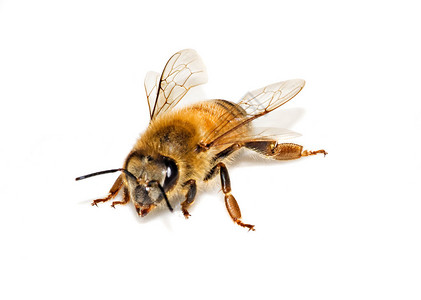 孤立在白色背景上的蜜蜂背景图片