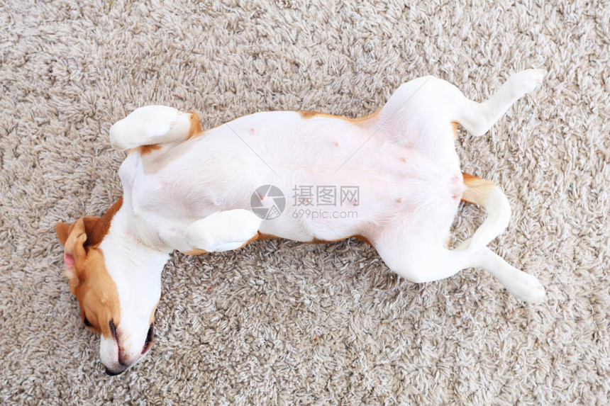 狗从上面躺下快乐的小猎犬在室内玩耍有趣的狗在柔软的地毯上放松白色蓬松地毯背景图片