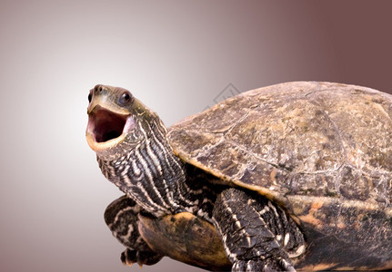 张开嘴的乌龟高清图片