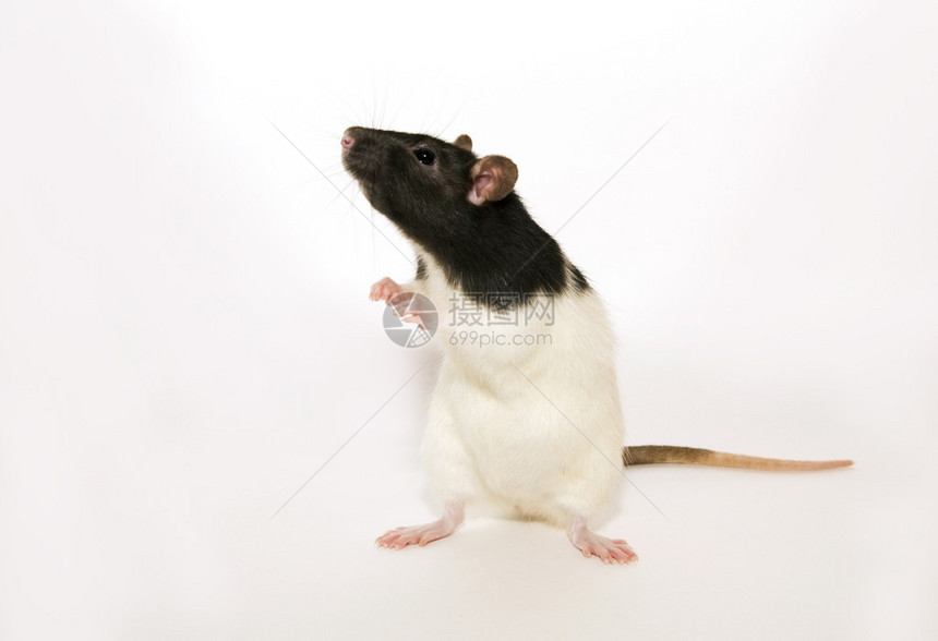 这只老鼠被孤立在白色背景的白鼠面前图片