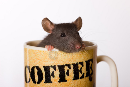 小黑老鼠从咖啡杯里出来图片