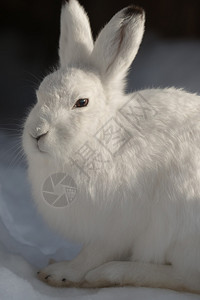 冬天坐在雪地上的野兔图片