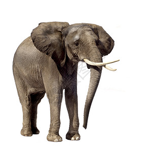 白色背景面前的大象Name大象info图片